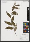 Foto von Salix caprea L. x Salix lapponum L.